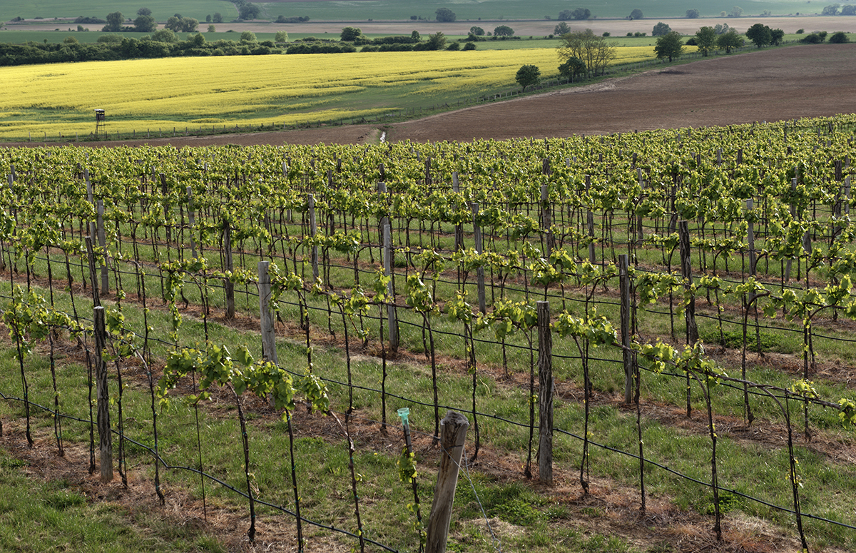 Tlačová správa k reštrukturalizácii vinohradov